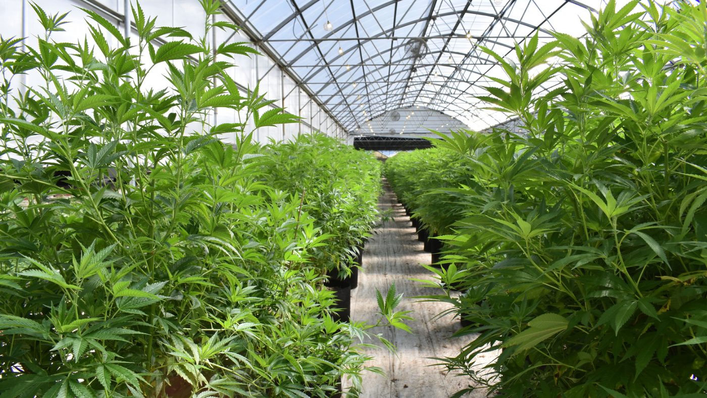 Unveiling the Secrets to Starting a Dispensary in Colorado: