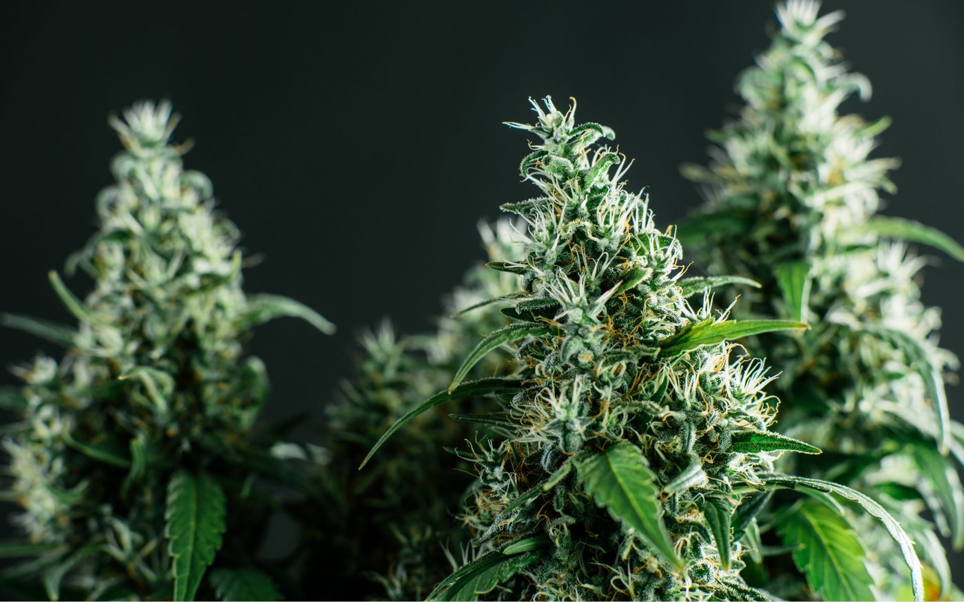 US Legal Cannabis Market Anticipated to Surge by 14% in 2023