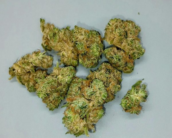 Dog Whisperer by Vera — flower available at Terps Dispensary, Pueblo, CO